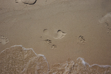footprint and dog paws on the sand