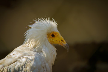 Portrait of  white Egyptian Vulture