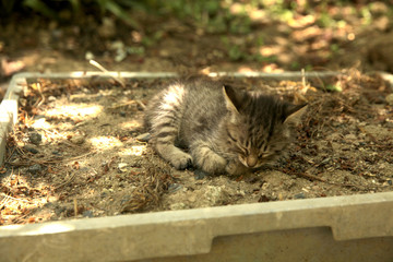 Cats sleeping in the yard