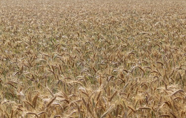 Campo di grano