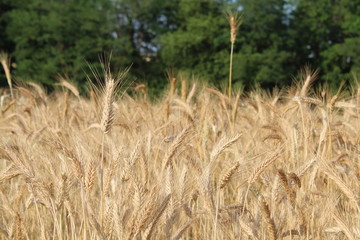 Campo di grano