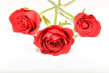 red roses isolated on white background