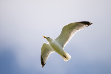 mouette 