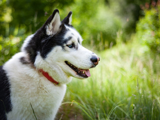 Black and white Siberian husky, walking in the summer field