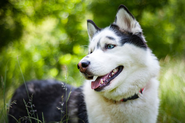 Black and white Siberian husky, walking in the summer field