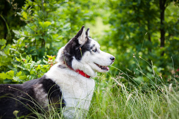 Black and white Siberian husky, walking in the summer field