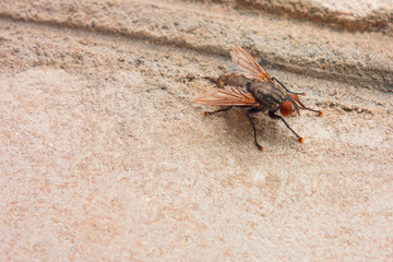Insect control concept image. Closeup of the fly pest as a potential danger. Background with copy space on dirty wall and macro of brown parasite