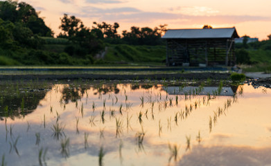 Fototapeta premium Green rice shoots in flooded field at sunset