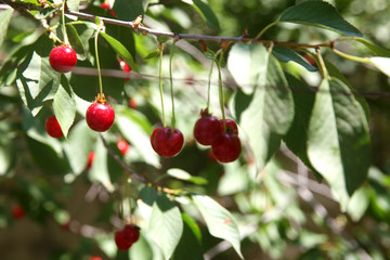Obraz premium Ripe cherry fruit brightly red color on the branches 