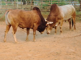 The battle of cattle collided popular sport of local Asian