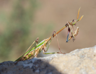The portrait of the praying mantis