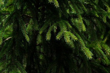 Fresh green spruce branches. Close-up of green branches of the Christmas tree.