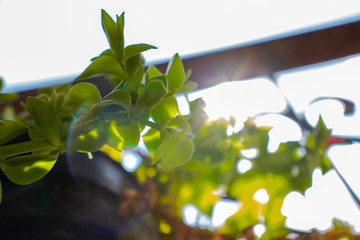 leaf