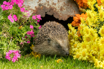 Hedgehog in garden (Scientific name: Erinaceus Europaeus) wild, free roaming hedgehog, taken from inside a wildlife garden hide to monitor health and population of this declining mammal	