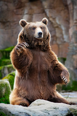 brown bear in the zoo