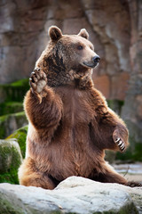 Fototapeta premium brown bear in the zoo greeting