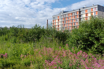 Flowers and plants in industrial wasteland of Paris suburb