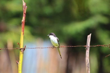 Vogel in Afrika