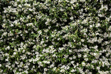 Flowers in the garden
