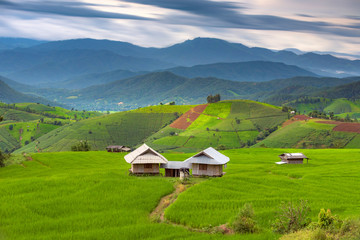 Terrace rice field of Ban pa bong piang in Chiangmai, Thailand.