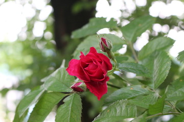 Red roses blossom in the garden