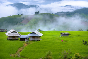 Terrace rice field of Ban pa bong piang in Chiangmai, Thailand.