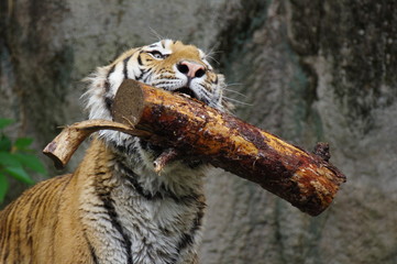 凄いだろーーー！