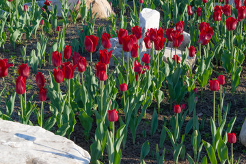 Obraz premium Flowers spring tulips with green leaves on the flower bed, illuminated by the sun, beautiful natural background