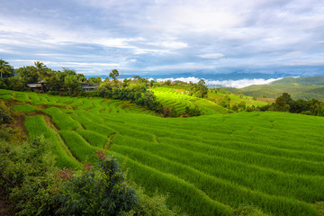 Fototapeta na wymiar Landscape of green rice fields, Located pabongpiang at maejam, Chiangmai, Thailand.