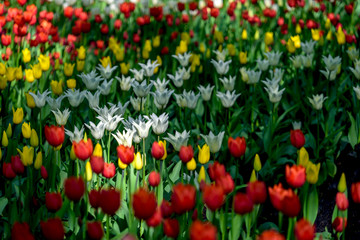 Multi colored field with red, yellow, dark violet and white tulips from Tulip Festival. Picture...