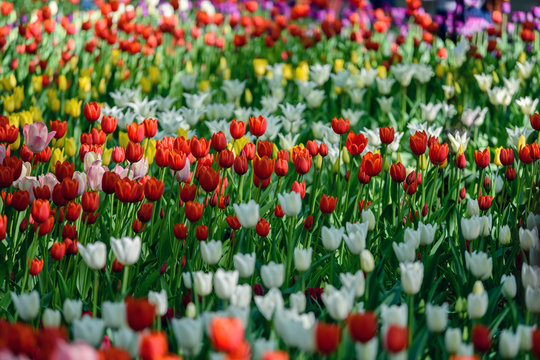 Multi colored field with red, yellow, dark violet and white tulips from Tulip Festival. Picture useful for web design and as a computer wallpaper.