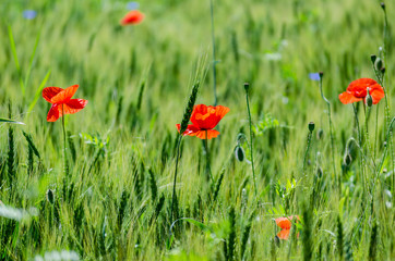 poppies in the field
