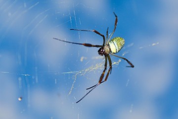 spider on web