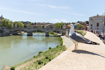 Seagull admiring Tiber River, Vittorio Emanuele II Bridge in the background. Rome, Italy.