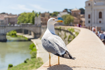 Seagull looking for food on Tiber River wall, Vittorio Emanuele II Bridge in the background. Rome, Italy.