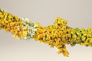 Yellow shore lichen, Xanthoria parietina, and grey rosette lichen, Physcia adscendens