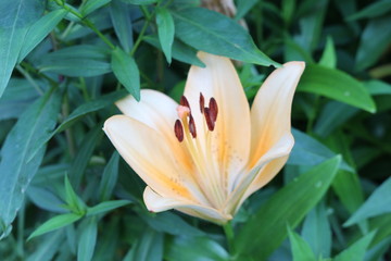 Fototapeta premium Beautiful scented lilies bloom in the garden. Natural beauty.