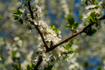 Fioritura Primaverile