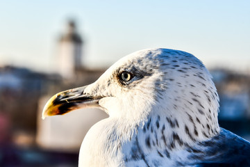 portrait of a seagull, photo as background
