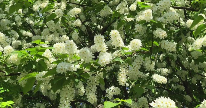 Blooming bird cherry tree waving on the wind, 4K.