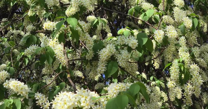 Blooming bird cherry tree waving on the wind, 4K.