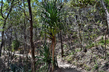 Forest Way at Noosa National Park