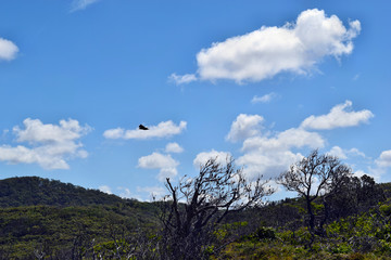 Australian Magpie (Gymnorhina tibicen) in Noosa National Park