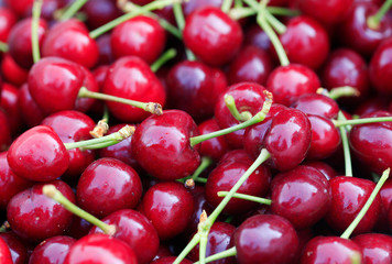 Lots of ripe cherries in the orchard