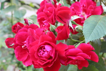 Red roses blossom in the garden