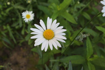 Obraz premium White daisies bloom in the meadow