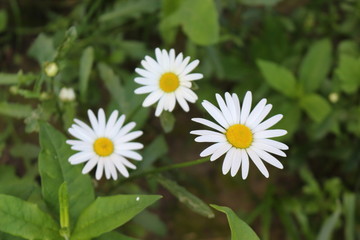 Obraz premium White daisies bloom in the meadow