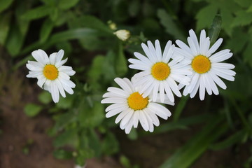 Obraz premium White daisies bloom in the meadow