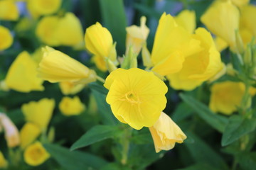 Yellow flowers blossom in the garden 