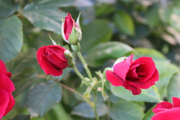 Red roses blossom in the garden